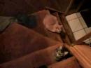 Cat Behavior Cat Behavior