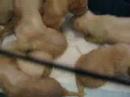 foster puppies foster puppies