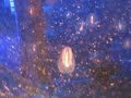 Bioluminescent Crustaceans