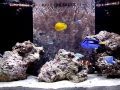 90 Gallon Reef Aquarium Setup pt 4