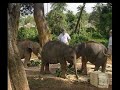 The Story of 3 Baby Elephants part 1