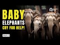 The Story of 3 Baby Elephants part 1