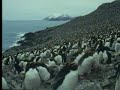 Macaroni penguin facts - David Attenborough - BBC wildlife Macaroni penguin facts - David Attenborough - BBC wildlife