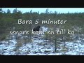 Hur man får älgar att stanna upp vid passet Hur man får älgar att stanna upp vid passet