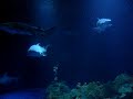 Sharks at Sea world