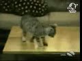 gatti-pazzi.html