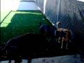 videos de Mattie and Juni enjoy a frolic!