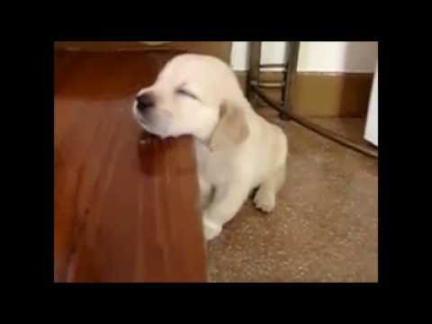 Top 10 Cachorros Dormindo
