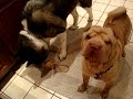 Japanese Akita and Chinese Shar Pei fight over toy