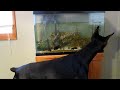 Bruce the doberman wants fish for dinner:)