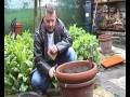 Carrot planting - beating the carrot root fly