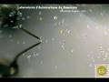 Dielectrophoresis Non Contact Manipulation