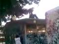 videos de telpuchcall achu