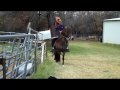 LJB Futuro - Peruvian Gelding for sale
