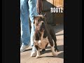 Young Gun Bulliez Studs Casino & Bootz