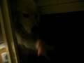 videos de Dogbook Movie: 