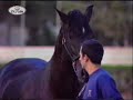 Quijote XIII - Montado y Enganchado