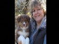 Australian Shepherd = Rusty Jack Australian Shepherd = Rusty Jack