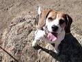 Woody & Penny Beagles Going For Walk Woody & Penny Beagles Going For Walk