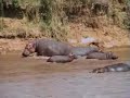 masai mara compilation part two
