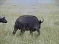 masai mara compilation part two