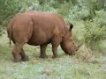 masai mara compilation part two