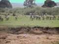 Masai Mara compilation Part two
