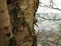 Treecreeper