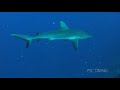 世界でもっとも有名でさしずめ水族館とでも言えるブルーコーナーそこは回遊魚が乱舞しそれを捕食するサメたちがダイバーを迎えてくれます。使用サービス　カープアイランド(palau diving center)