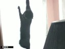 Chloe Climbs The Curtain Chloe Climbs The Curtain
