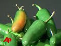Big Clue in Nationwide Salmonella Outbreak