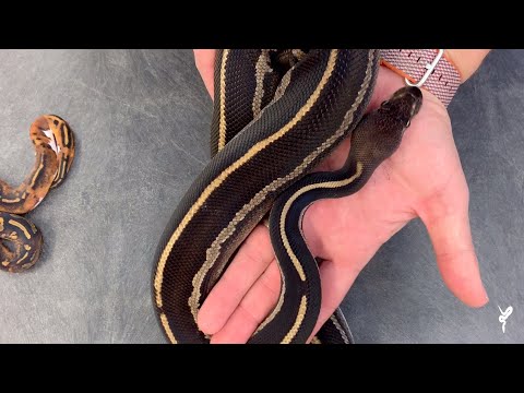 YouTube reptile video