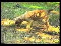 Sulle tracce del Tartufo 2/2 (Dainelli-Migliorini) Volterra