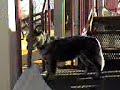 Agility Super Dog Agility Super Dog