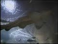 a video of simple plan,swimming with sharks in singapore @ underwaterworld sentosa
