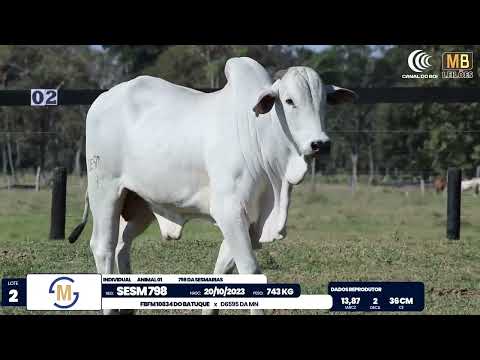 2� DE OLHO NA FAZENDA NELORE SESMARIAS