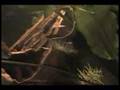 Red Terror Cichlids- Amphilophus Festae (Update)