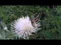 Sphynx Moth- Hummingbird Hawk Moth - 4035 Hits