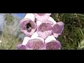 Garden bumblebee, bombus hortorum, on common foxglove