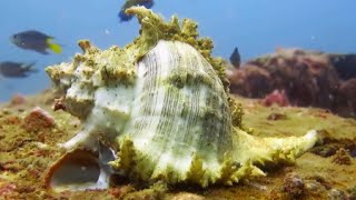 GRAB YOUR MATES AND GO DIVING!!