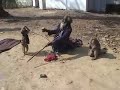 World Bites #7: The Monkey Show