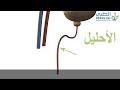 تشريح الجهاز البولي الجزء الثاني