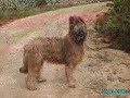 briard, pastor de brie, berger de brie ch.gollum el xargall.