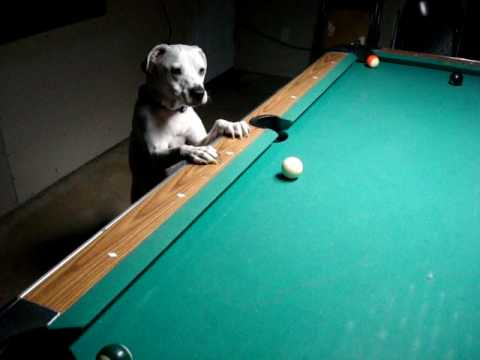 Halo, o cão que joga bilhar