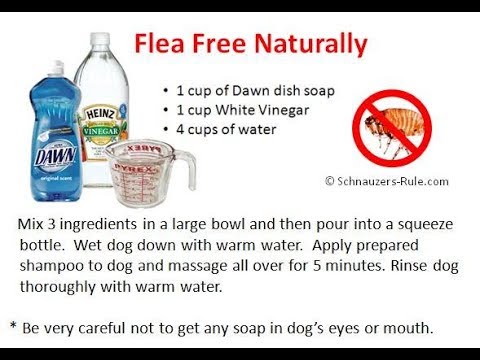 how to get rid fleas on cats