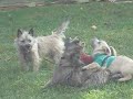Cairn Terrier Rescue Puppies Available in NJ- Part 3 of 5 Cairn Terrier Rescue Puppies Available in NJ- Part 3 of 5