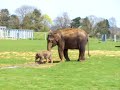 Baby Elephant