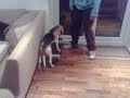 I should be doing mandatory training but am instead uploading videos of my dog skateboarding: http://bit.ly/49HtOx