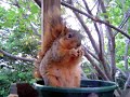 Squirrel enjoying cashew snack Squirrel enjoying cashew snack