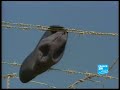 FRANCE24-FR-Reportage-Immigration clandestine FRANCE24-FR-Reportage-Immigration clandestine